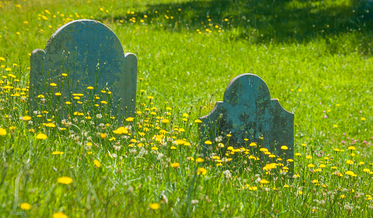 Yellow wildflowers grow amid the slate headstones of an ancient graveyard on Cape Cod