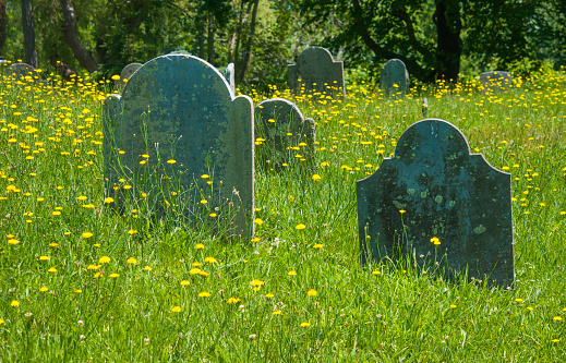 Yellow wildflowers grow amid the slate headstones of an ancient graveyard on Cape Cod