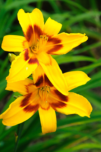 Bright yellow day lilies grow in  a Cape Cod garden.