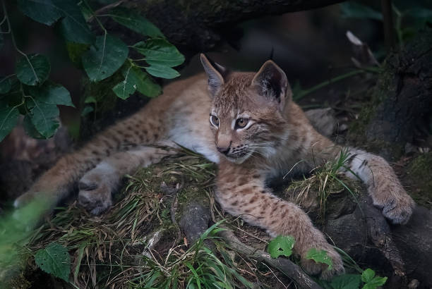 istock Baby Lynx in Austria 1411496863