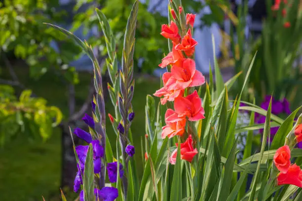 Gorgeous garden view with gladiolus flowers on sunny summer day.