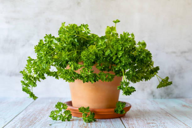 Parsley in a clay pot on the wooden table Parsley in a clay pot on the wooden table, close up. parsley stock pictures, royalty-free photos & images