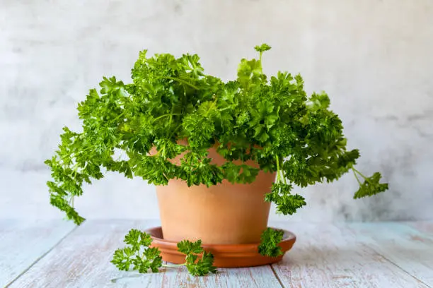 Parsley in a clay pot on the wooden table, close up.