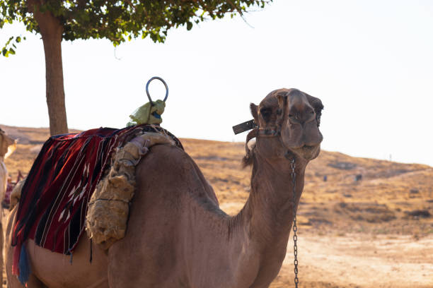 istock Close up camel in the desert 1411499777