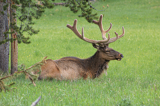 Bull elk resting in Yellowstone National Park on June 16, 2020.