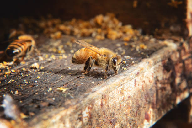 honigbiene am eingang zum bienenstock. - worker bees stock-fotos und bilder