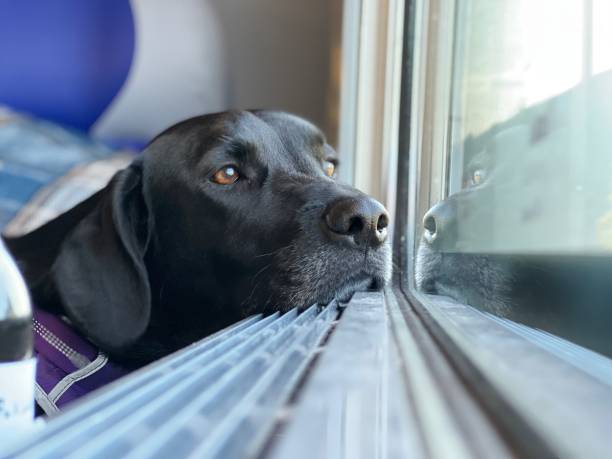 istock A black labrador looking at the landscape through the window. 1411500527