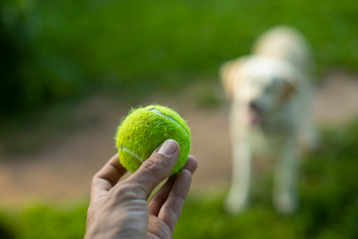 Tennis ball and dog. Ball to throw to dog. Green ball in his hand. in Russia, Moscow Oblast, Russia