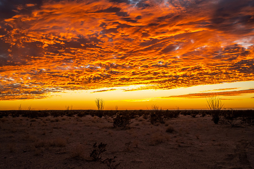 Desert landscape in the Tonto National Forest in Rio Verde, Arizona during the winter month of February.