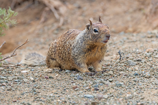 Chipmunk sitting on rock with hands to mouth and mouth open in northern Colorado, in western USA of North America. Nearest town is Walden, Colorado.