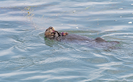 A Sea Otter With a Palette of Sea Urchins on its Chest in Morro Bay, California