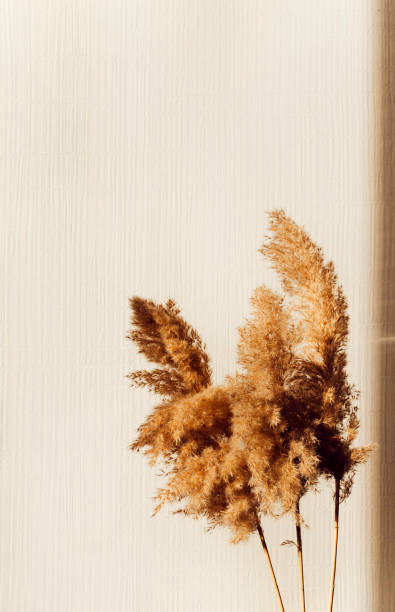 istock dried flowers for home decor 1411505919