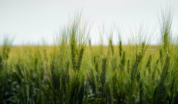 istock Wheat grains and plants close-up with selective focus 1411506993