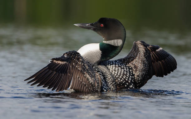 istock Common Loon in Maine 1411509673