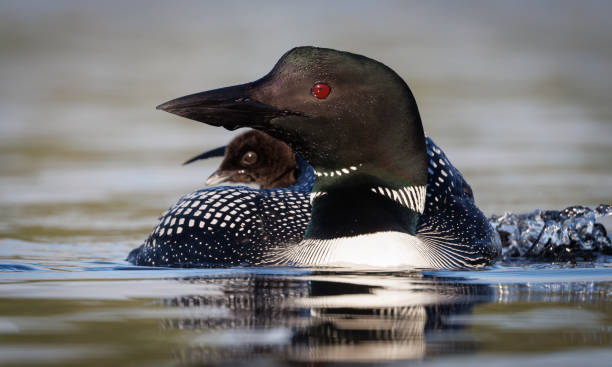 istock Common Loon in Maine 1411510292