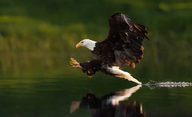 Photo of Bald Eagle