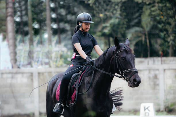 istock A young woman performs extended trot with her beautiful young stallion 1411510700