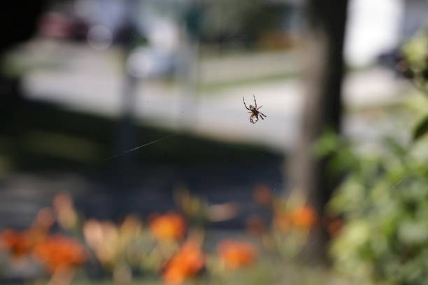One spider hangs from a web attached to a shrub. Summer morning in Surrey, British Columbia.
