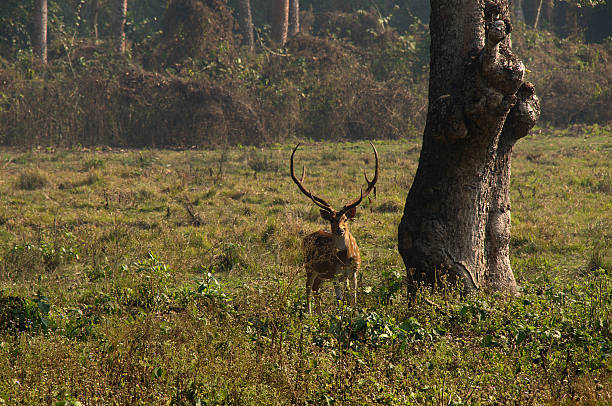 chital, nepal - dschungle imagens e fotografias de stock