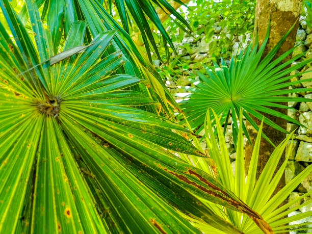 Tropical natural mexican palm trees with coconuts and blue sky background at Tulum ruins archeological site in Tulum Mexico.