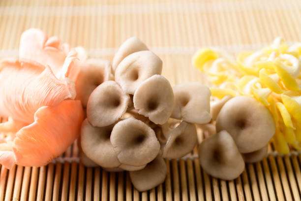 Mixed Oyster mushroom, Edible mushroom, Organic food ingredient