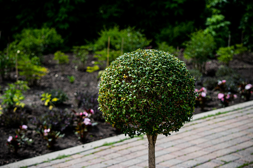 Pruned green laurel decorative globe form shrub isolated on white