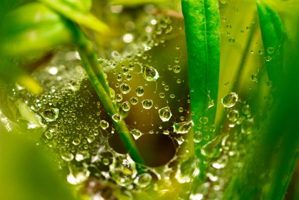 Dew drops on leaves close-up. Summer beautiful fresh background