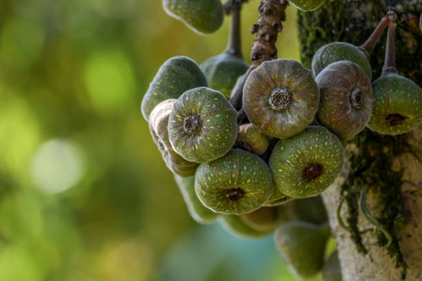 istock Elephant ear fig organic fruits on a fig tree 1411517163