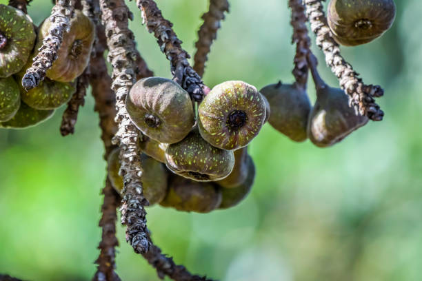 Elephant ear fig organic fruits on a fig tree