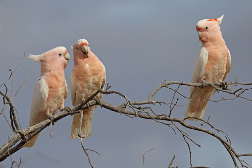 Pink or Major Mitchell's Cockatoo