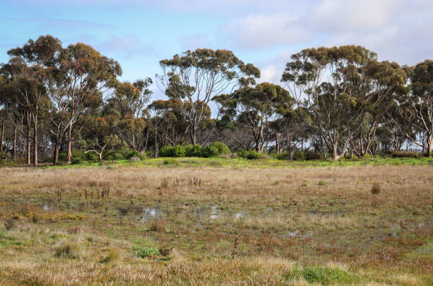 istock landscape with eucalyptus trees in field and water after rain 1411518762