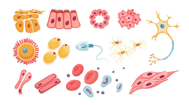 ilustrações de stock, clip art, desenhos animados e ícones de different types of human cells vector illustrations set - nerve cell illustrations