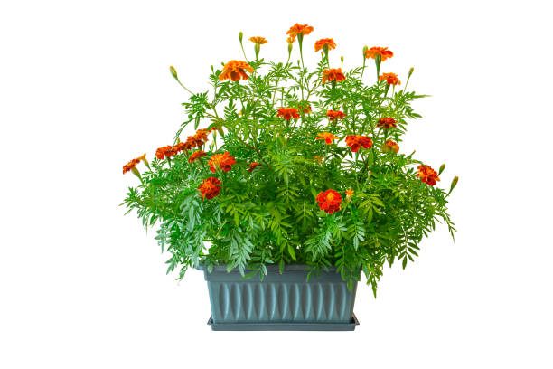 istock Tagetes flowers on white background. 1411519715