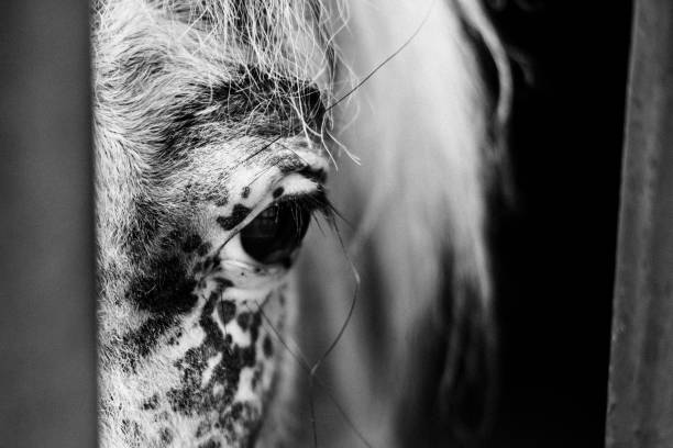A vintage-style, distressed duotone portrait of a single white horse staring at the camera from a grassy central Texas pasture.