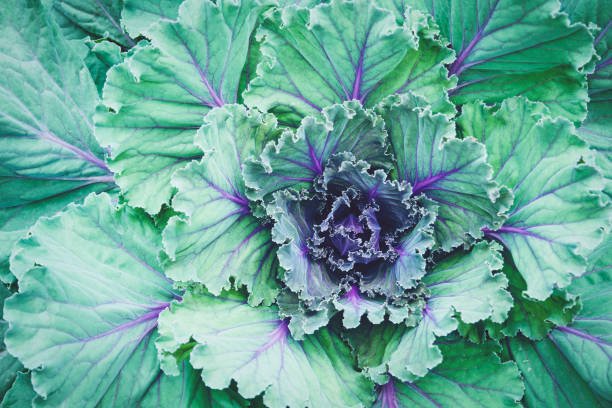 istock Ornamental cabbage, Kale plant background 1411520451