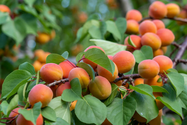 istock Apricots on the tree in an orchard. 1411520530