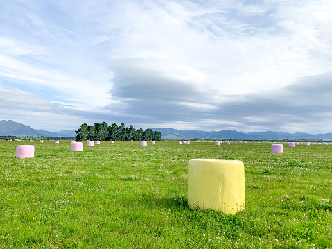green field with haystacks and green forest on background copy space