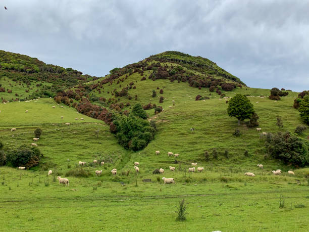 A ranch at Purakaunui Falls Road, Tarara, Otago, New Zealand stock photo
