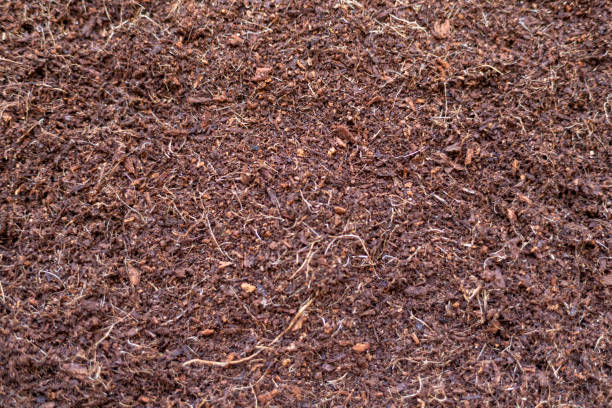 istock cocopeatCoco peat for gardening. Coco peat is growing medium made out of coconut husk. 1411530235