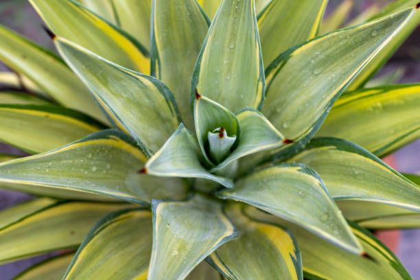istock High angle view of agave plant 1411530956