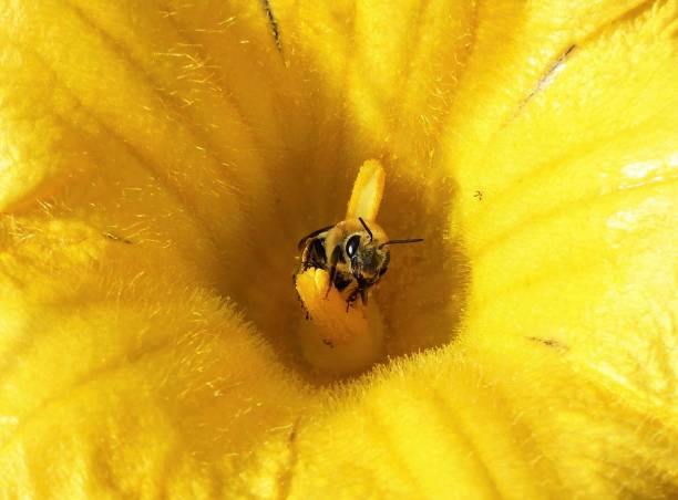 flor de calabaza polinizadora de abejorros - zucchini blossom squash single flower fotografías e imágenes de stock