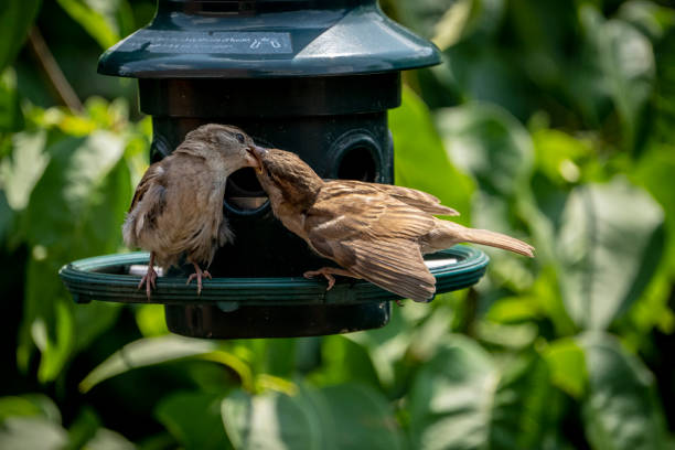 Female house finch feeding her chick at a backyard garden bird feeder.