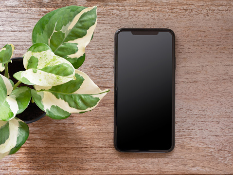 Top view, smartphone and Epipremnum aureum plant in pot or little tree on wooden table. Flat lay, space for your text.