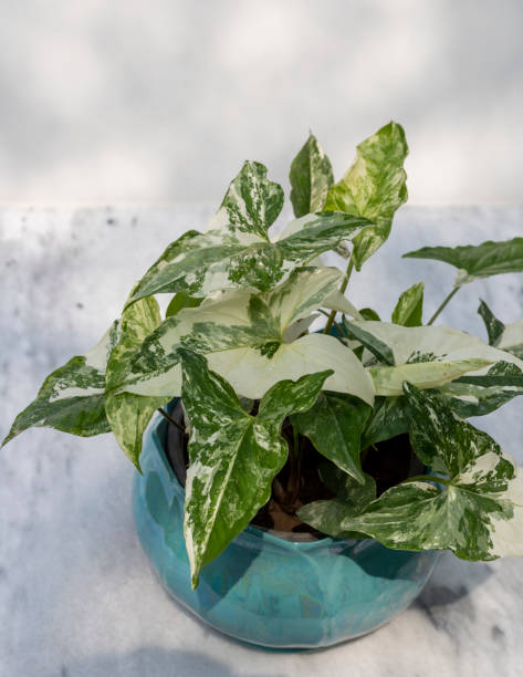istock high angle view of syngonium potted plant 1411533241