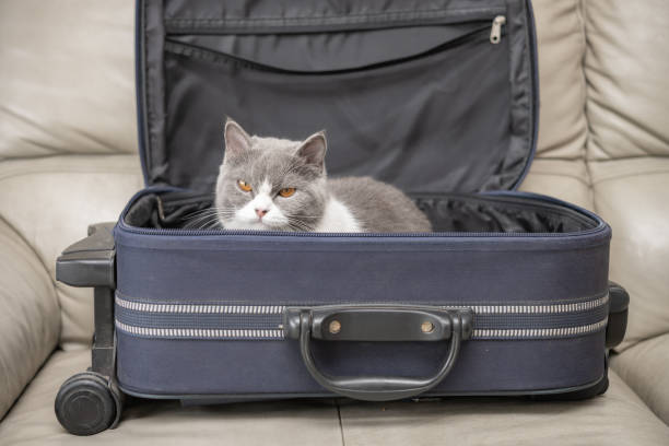 istock a cat in a luggage 1411537754