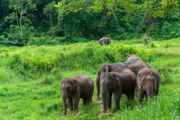 istock Asian elephant wildlife in nature 1411539118