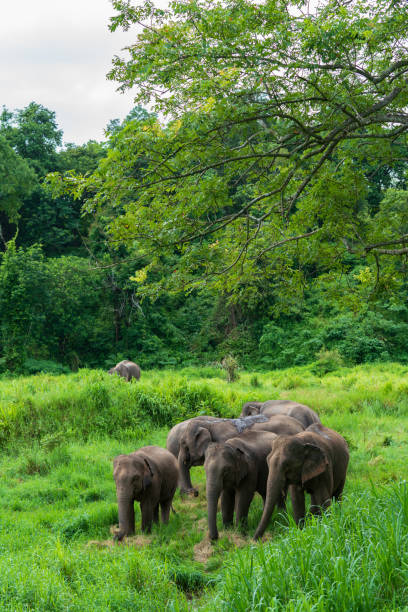 istock Asian elephant wildlife in nature 1411539120
