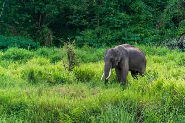 istock Asian elephant wildlife in nature 1411539129