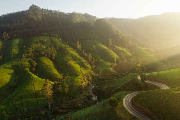 vue aérienne par drone de la route du paysage à travers les collines des montagnes vertes et les plantations de thé. paysage naturel du sri lanka. - nuwara eliya photos et images de collection