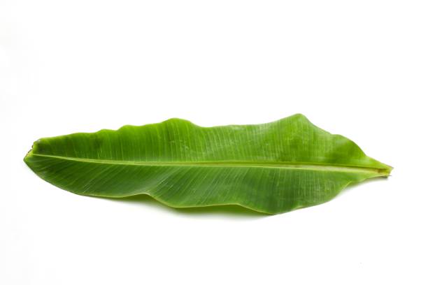 liść bananowca - banana leaf plant tree fruit zdjęcia i obrazy z banku zdjęć